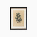 Ash Tree