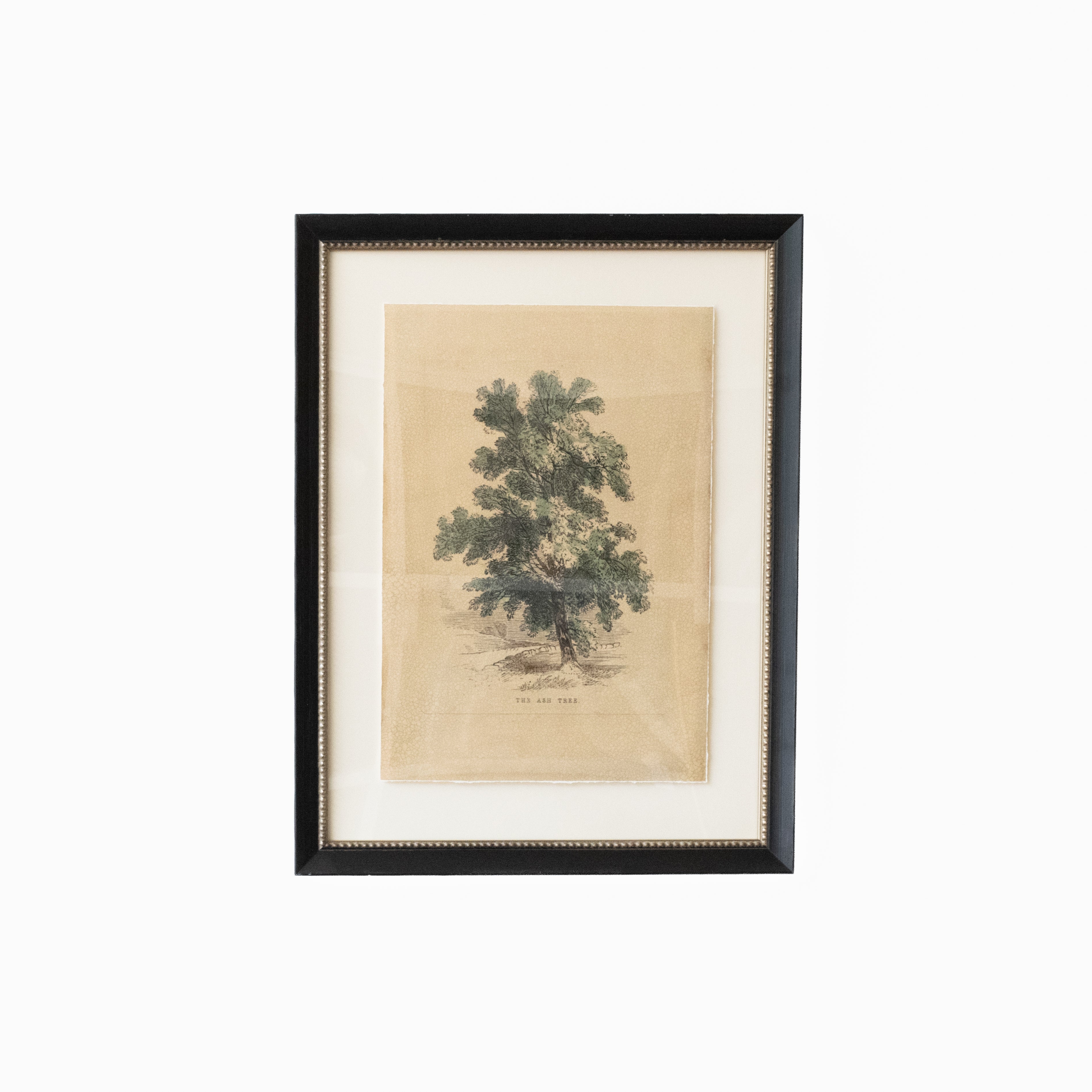 Ash Tree