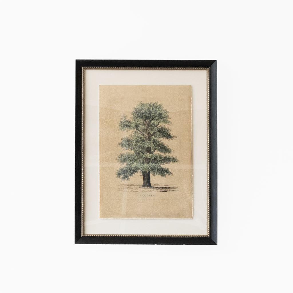 Elm Tree