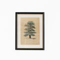 Elm Tree