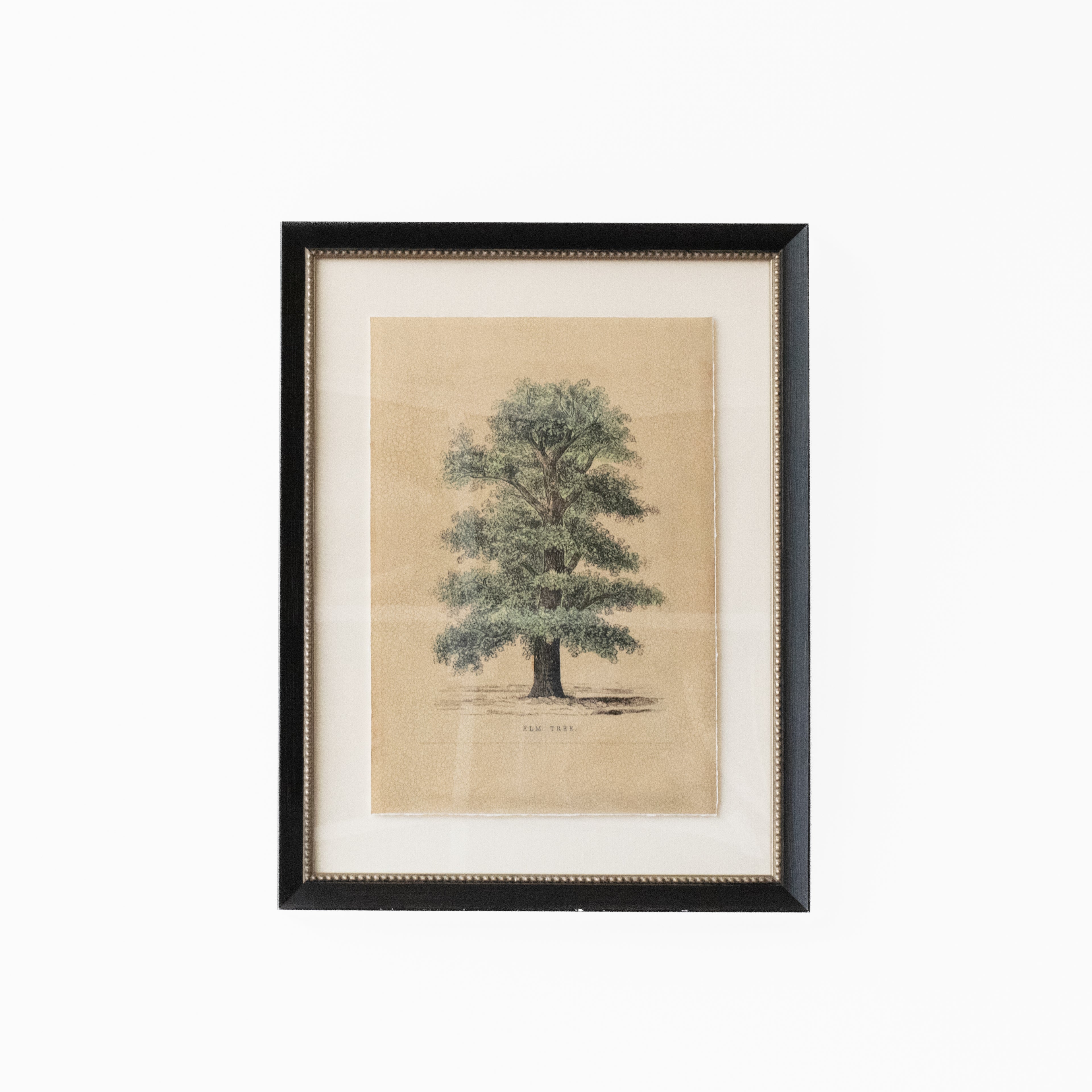 Elm Tree