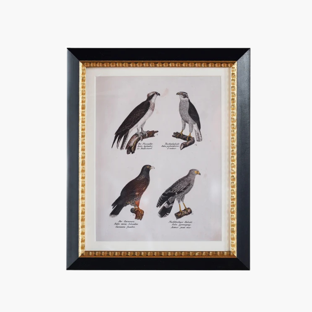 Mavis Bird Study