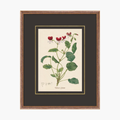 Figures of Flora 10