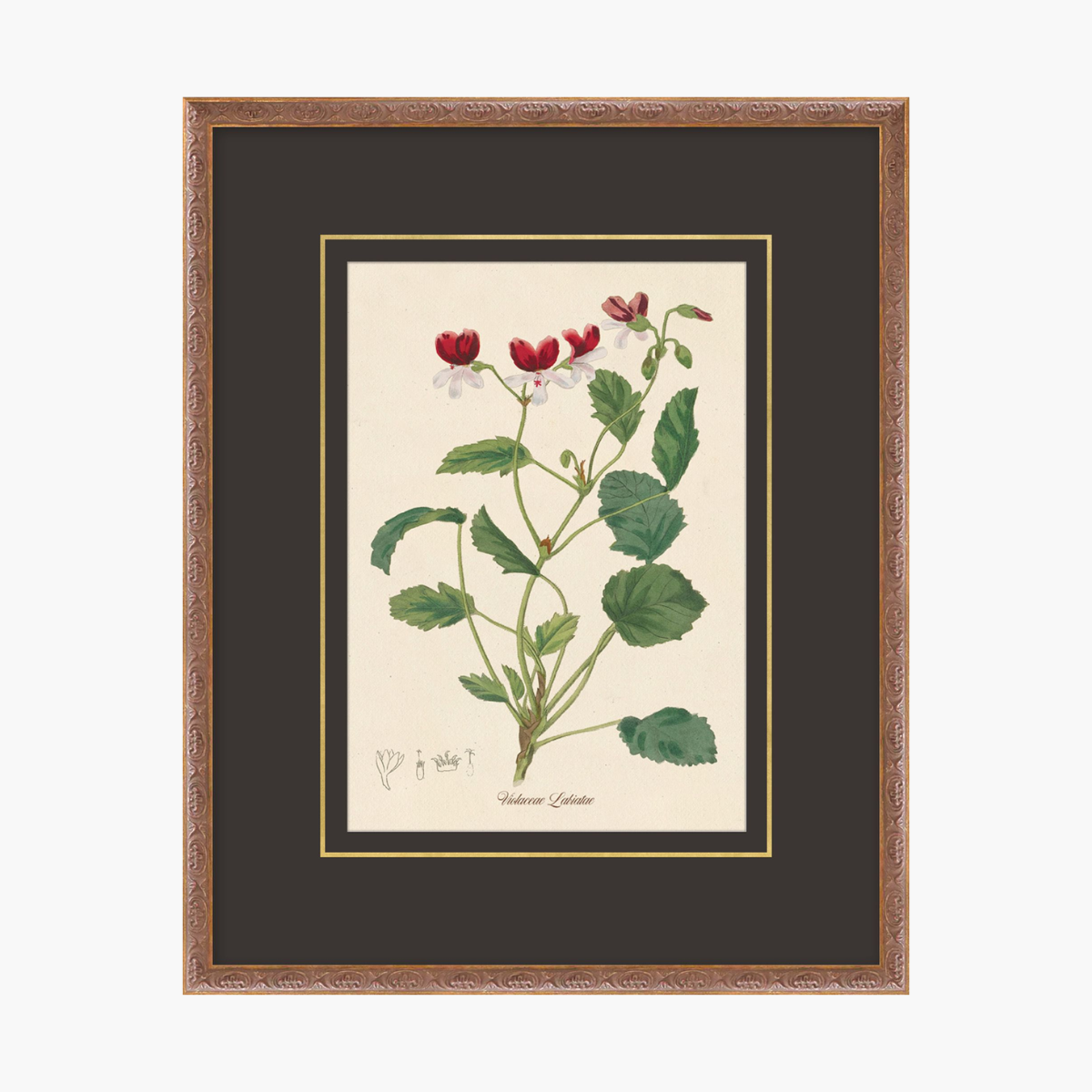 Figures of Flora 10