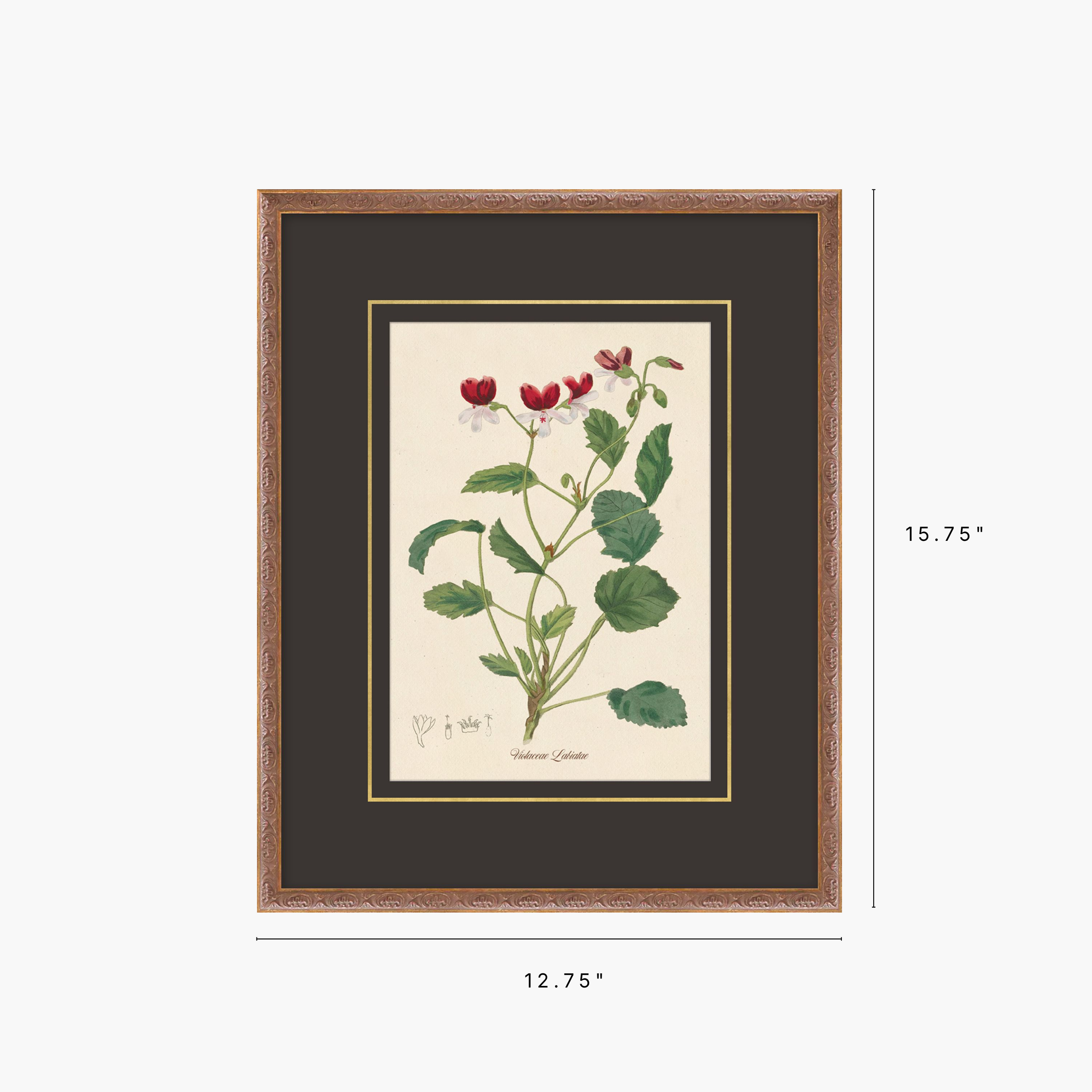 Figures of Flora 10