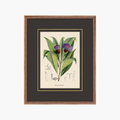 Figures of Flora 2