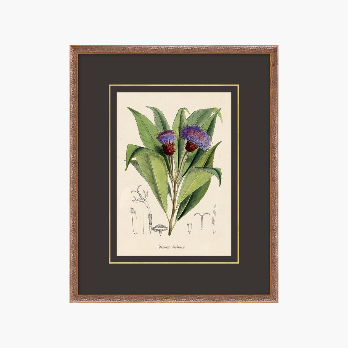 Figures of Flora 2