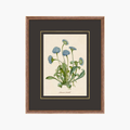 Figures of Flora 3
