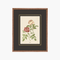 Figures of Flora 5