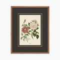 Figures of Flora 6