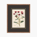 Figures of Flora 9