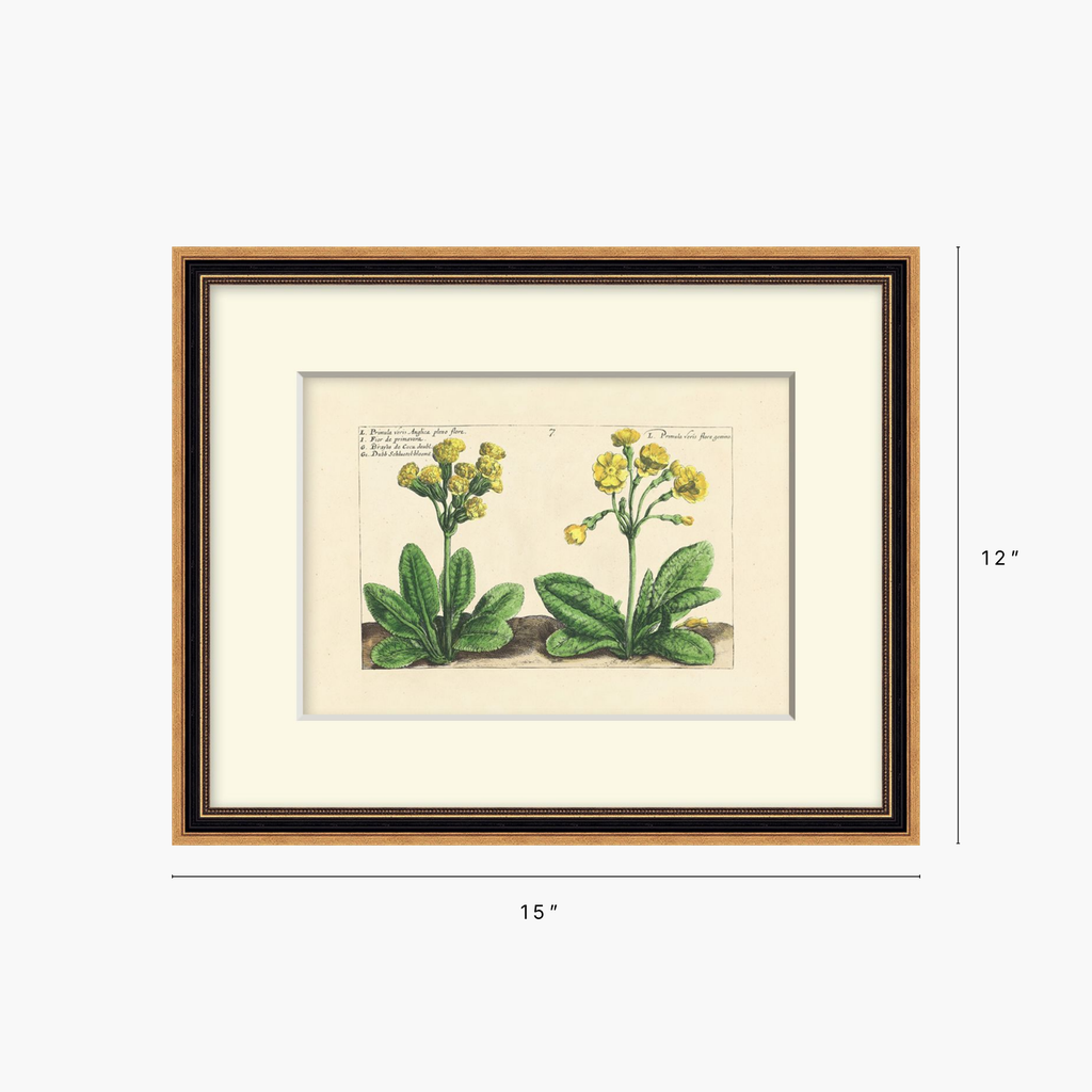 Framed botanical art print showing two yellow flowering plants with green leaves, presented with a cream mat and a dark wood frame on a light gray background. Dimension labels indicate 15 inches wide by 12 inches tall.