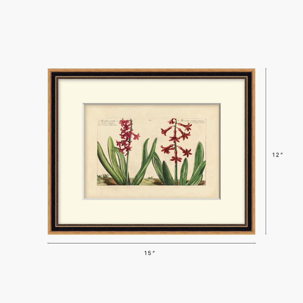 Framed botanical art print showing two red-orange flower spikes with green leaves on an aged paper background, displayed with dimension markers indicating 15 inches wide by 12 inches tall.