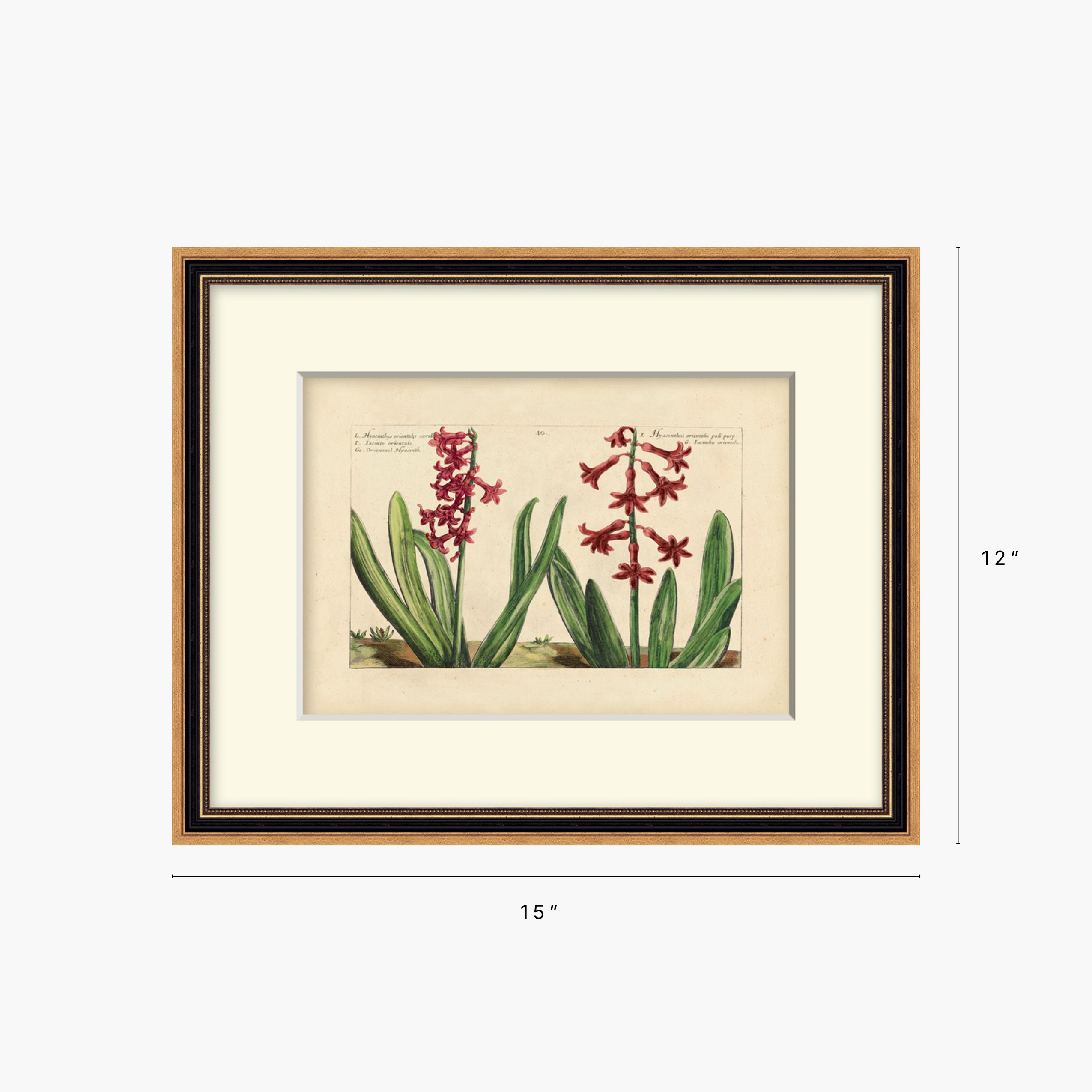 Framed botanical art print showing two red-orange flower spikes with green leaves on an aged paper background, displayed with dimension markers indicating 15 inches wide by 12 inches tall.