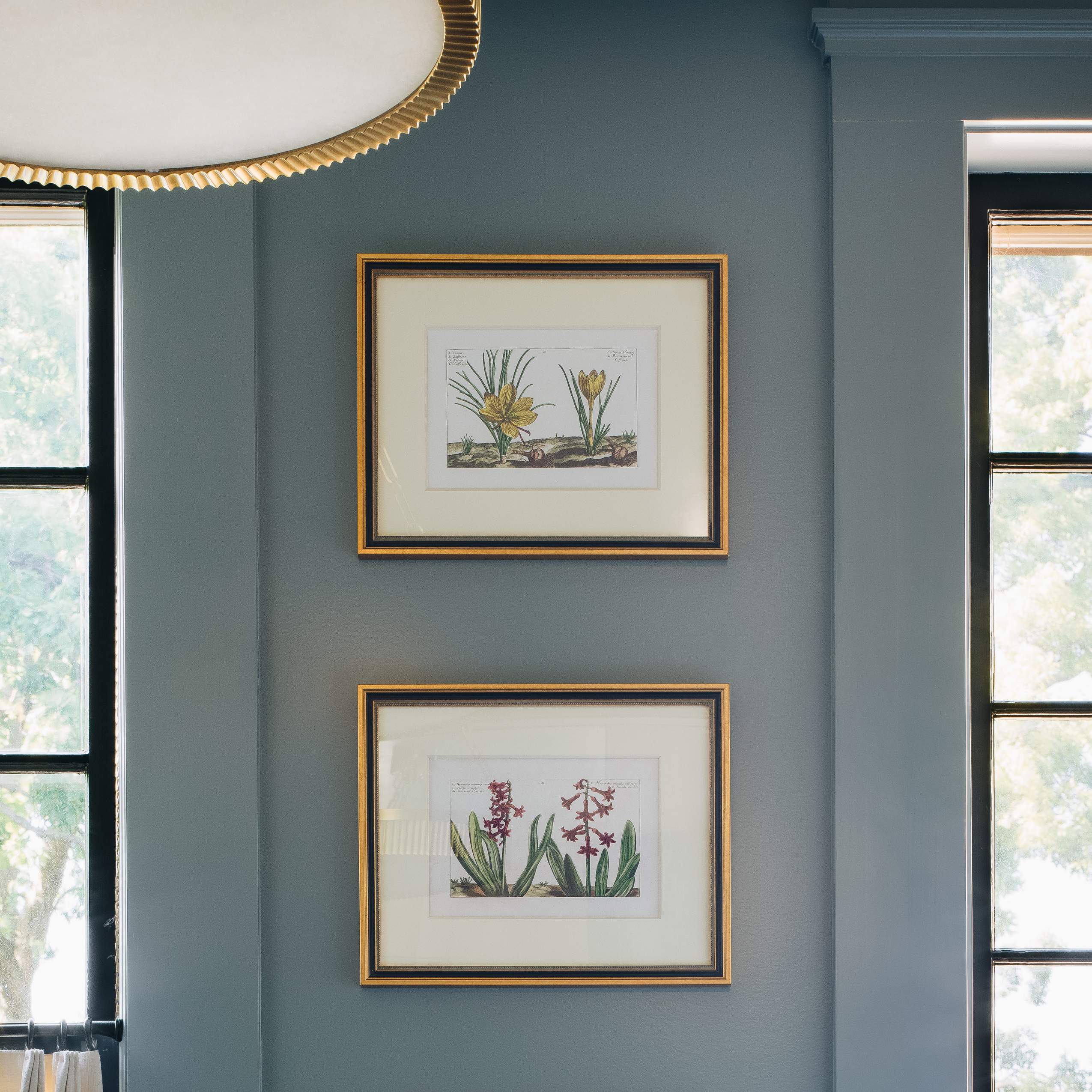 Two framed botanical art prints with gold frames hanging vertically on a slate blue-gray wall, flanked by black-framed windows.