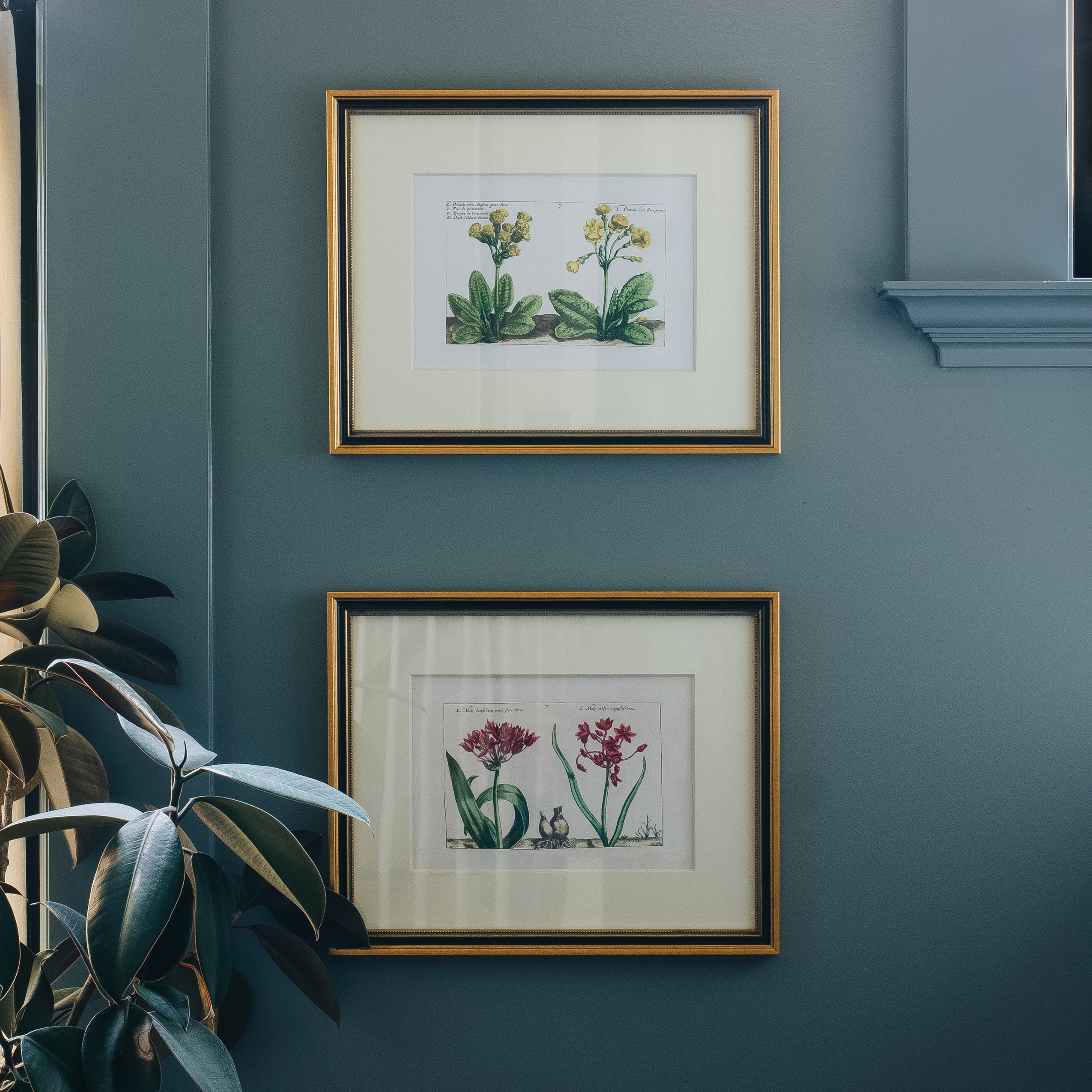 Two framed botanical art prints with gold frames hanging on a dark blue-gray wall, with a green plant leaf visible in the lower left corner.