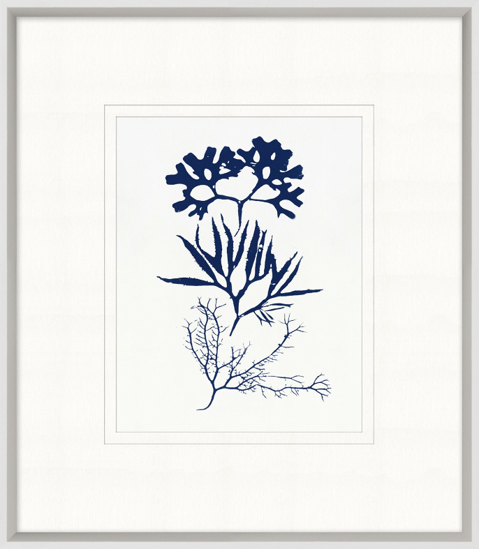 Indigo Sea Life 3