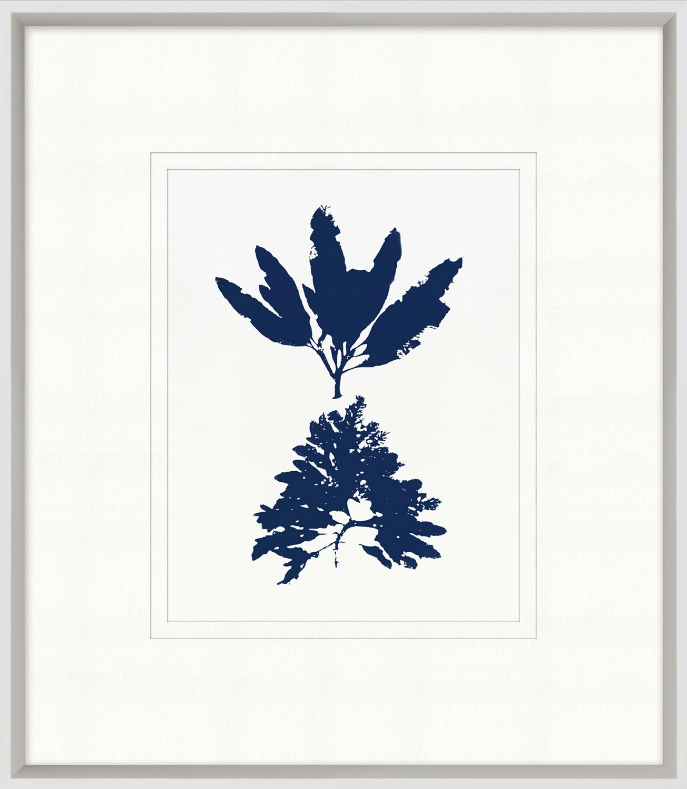 Indigo Sea Life 4