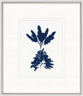 Indigo Sea Life 4