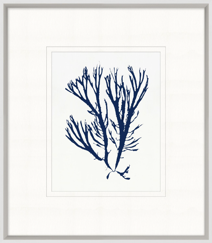 Indigo Sea Life 6