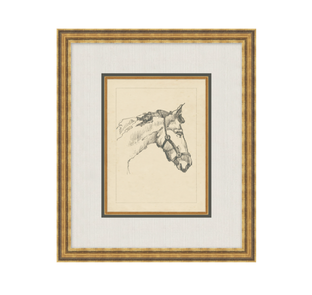 Equine Lines 1