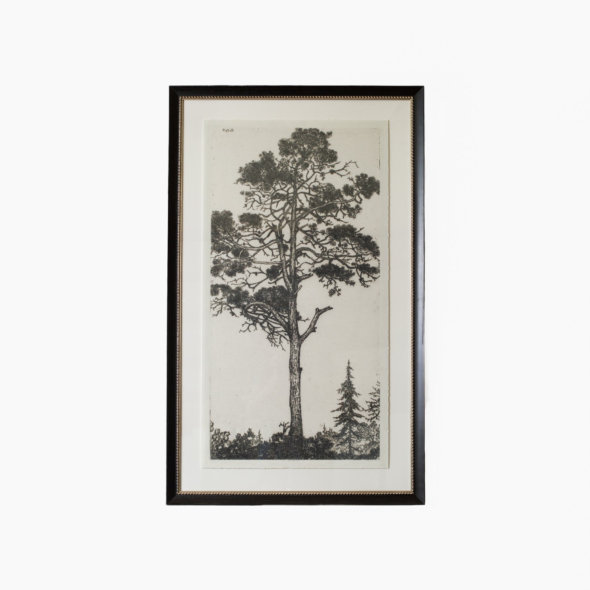 Tree Tops 1