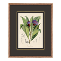 Figures of Flora 2