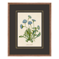 Figures of Flora 3