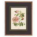 Figures of Flora 8