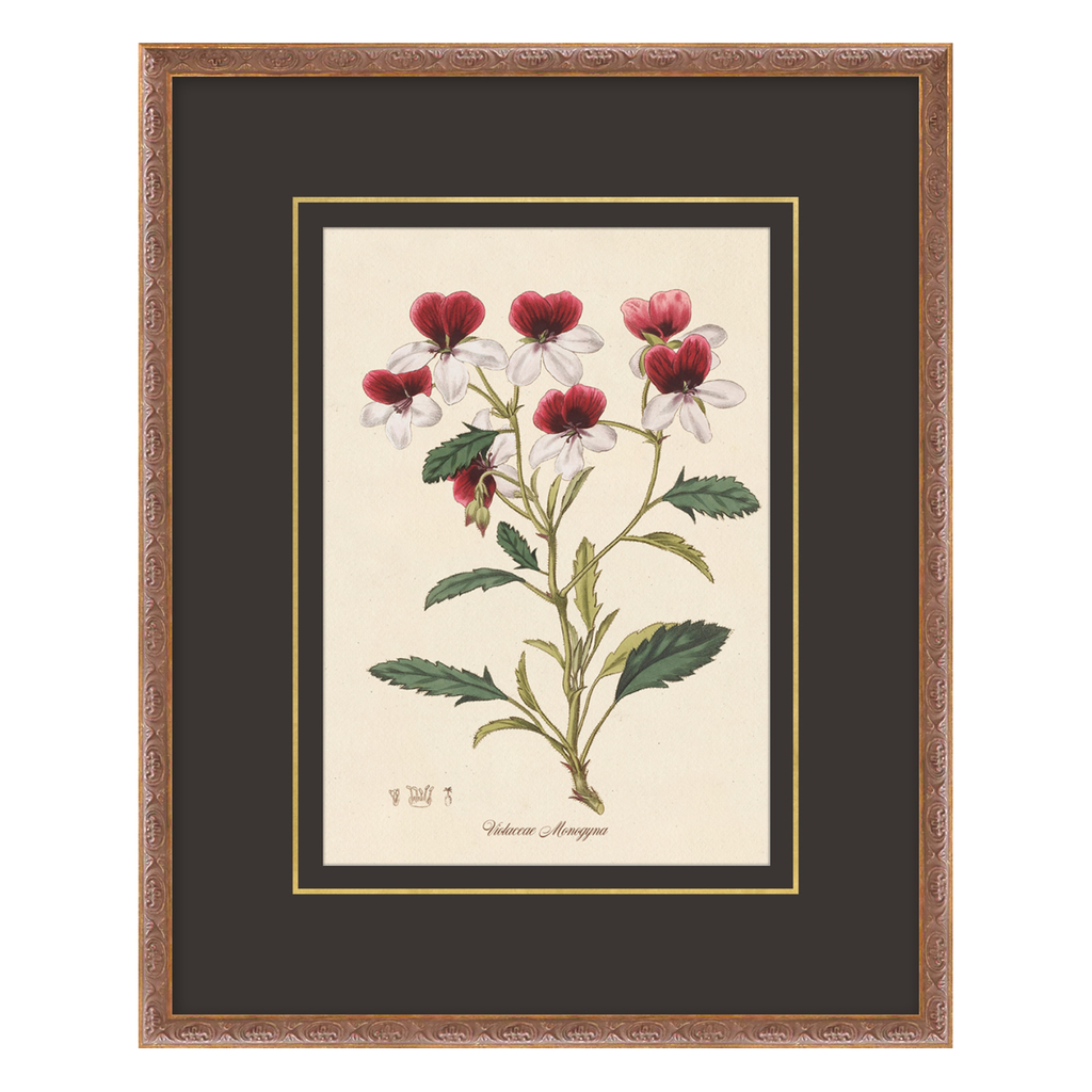 Framed botanical illustration of flowers on a beige background