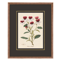 Figures of Flora 9