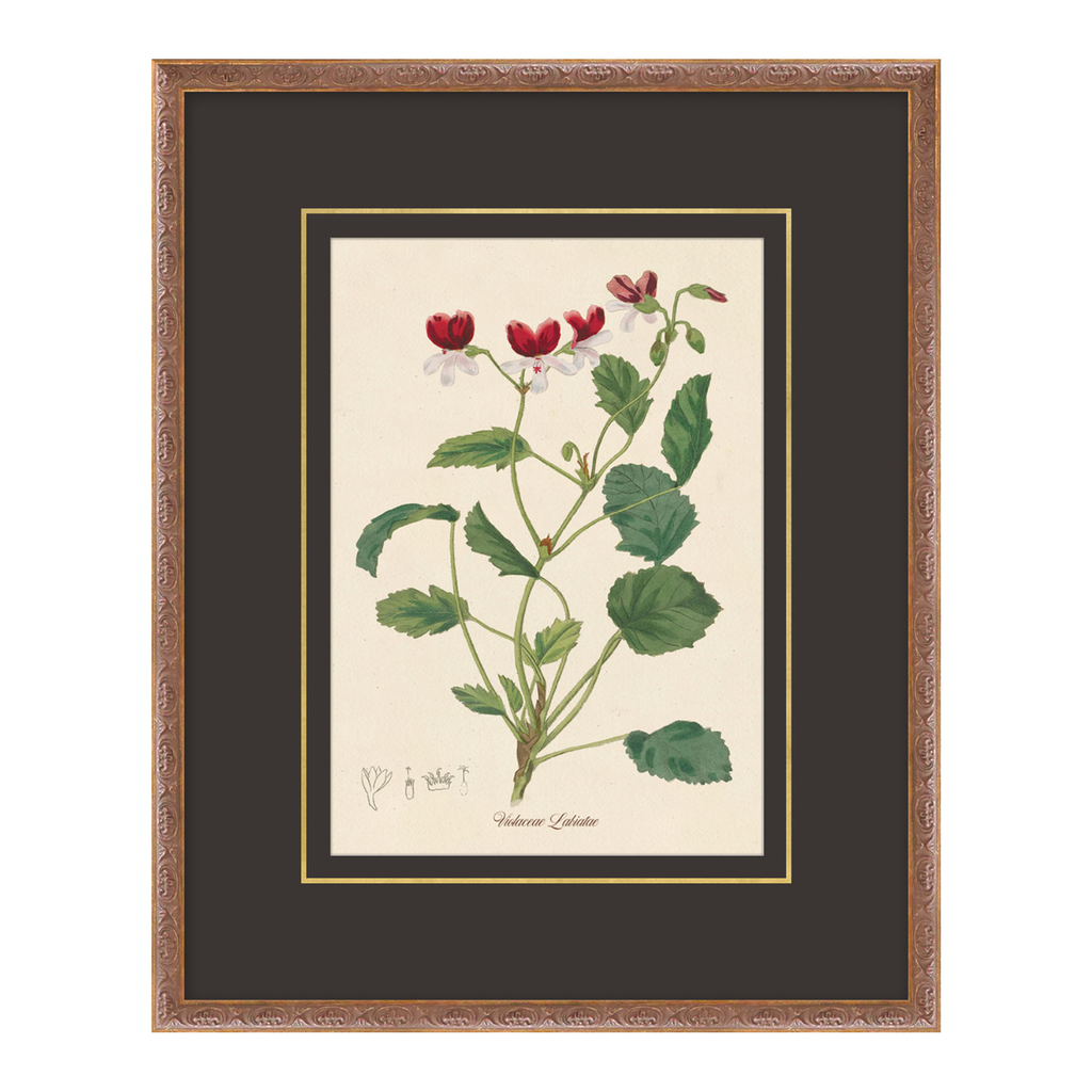 Figures of Flora 10