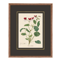 Figures of Flora 10