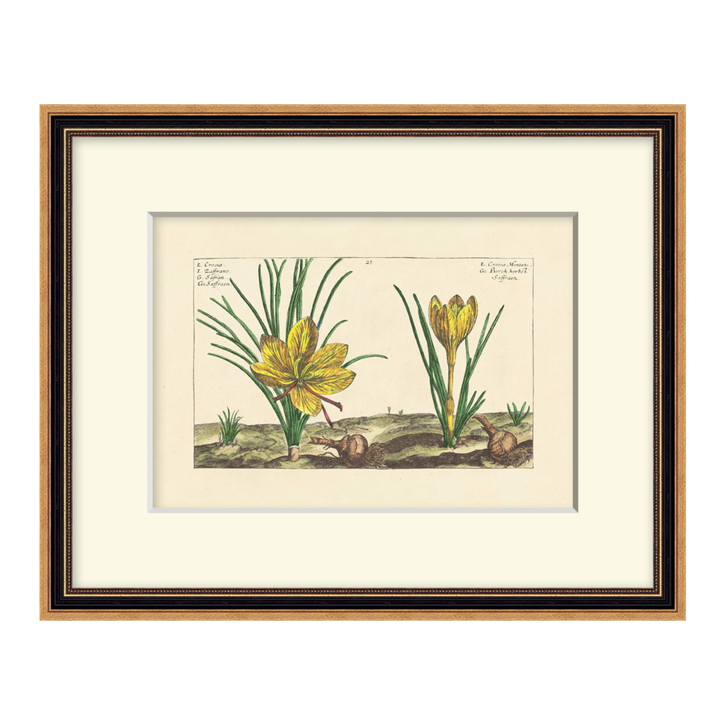 Framed botanical illustration of yellow flowers on a beige background