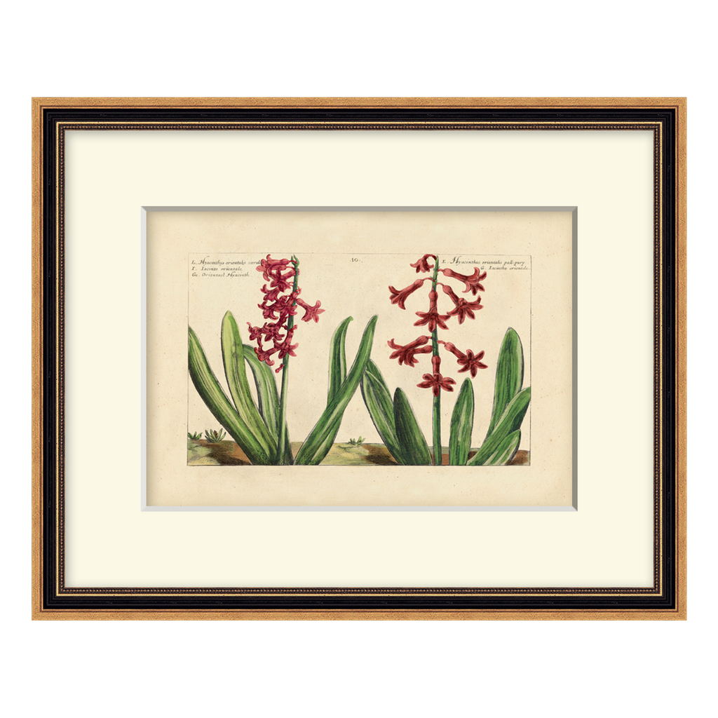 Framed botanical illustration of red flowers on a beige background