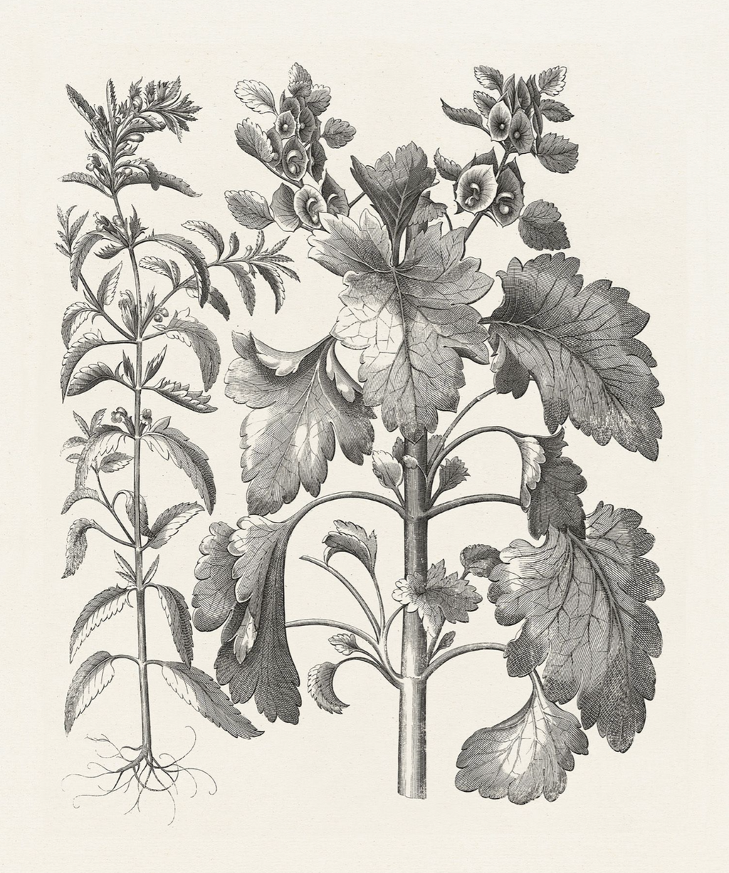 Bessler Study in Neutral