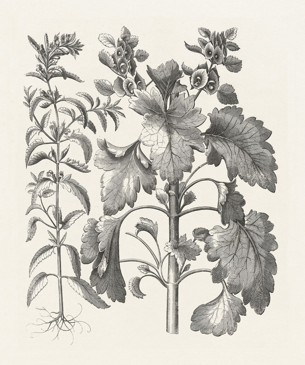 Bessler Study in Neutral