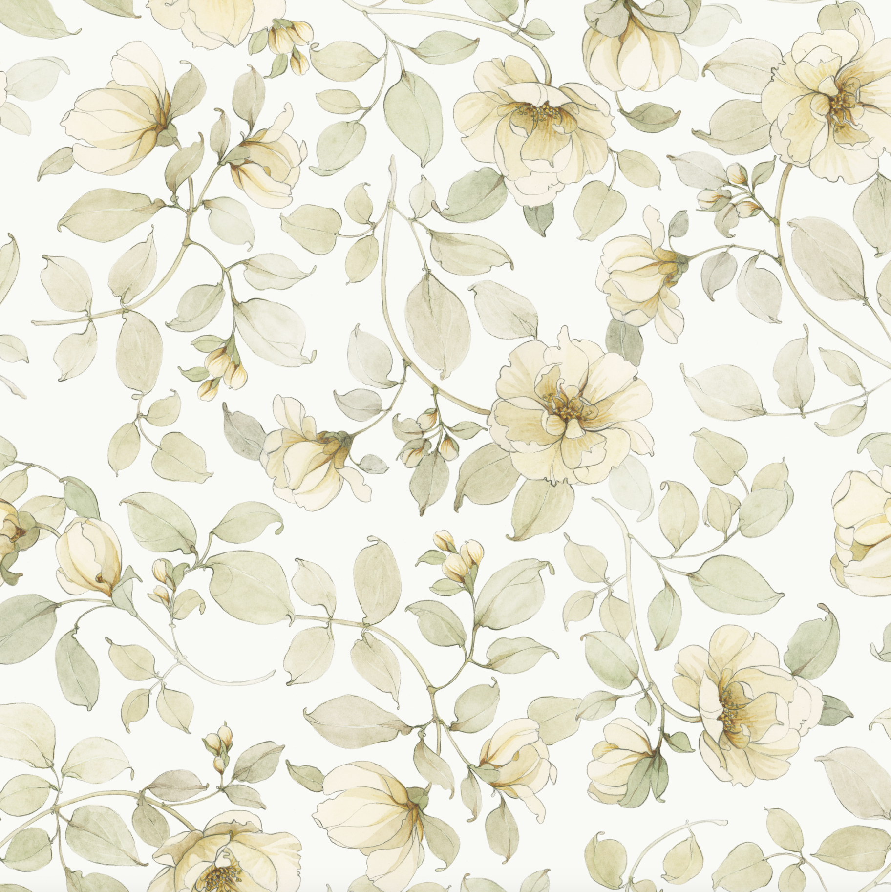 Wild White Rose Wallpaper